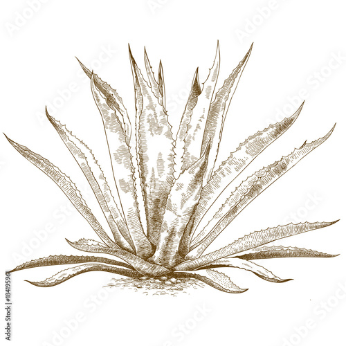 engraving illustration of  blue agave