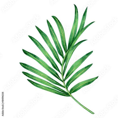 Watercolor painting fern green leaves palm leaf isolated on white background.Watercolor hand painted illustration tropical exotic leaf for wallpaper vintage Hawaii style pattern.With clipping path