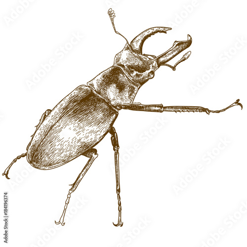 engraving illustration of beetle deer