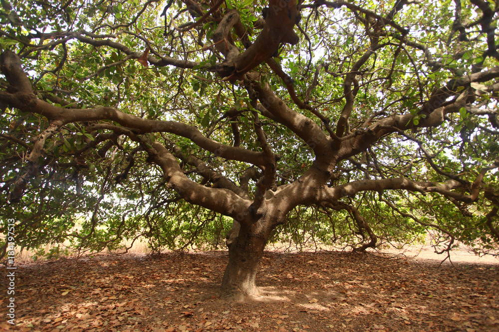 huge old cashew tree