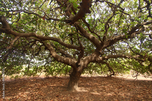 huge old cashew tree