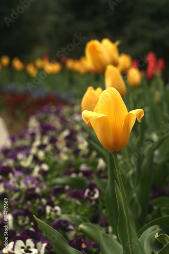 Flower bed with tulips