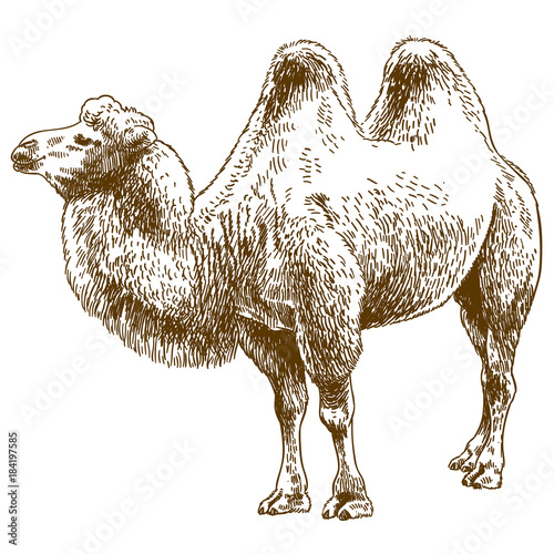 engraving drawing illustration of camel