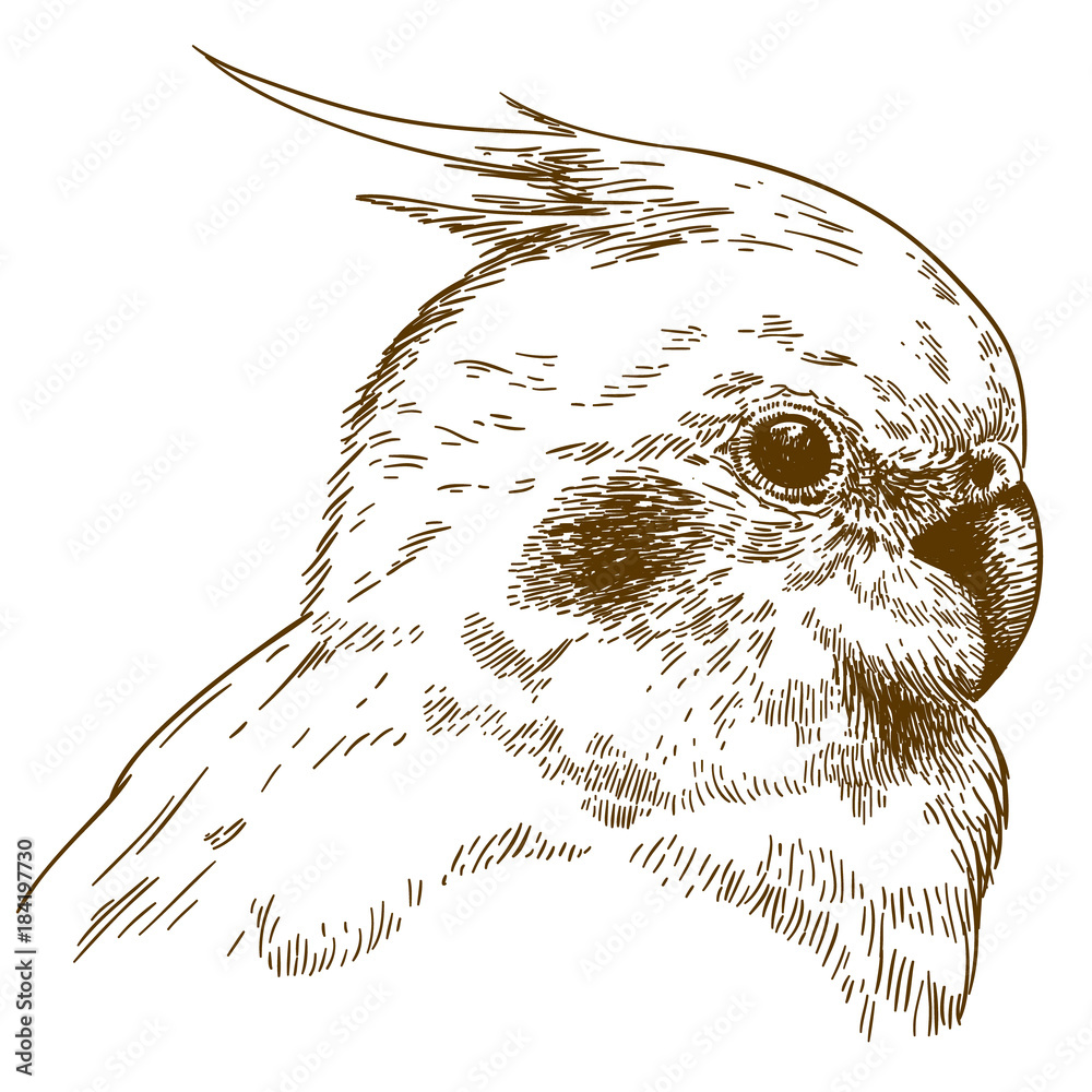 Fototapeta premium engraving illustration of cockatiel head