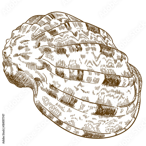 engraving illustration of conch seashell