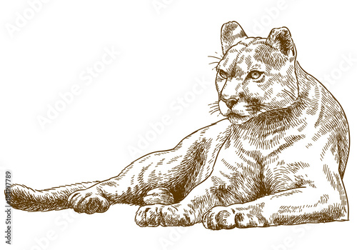 engraving illustration of cougar photo