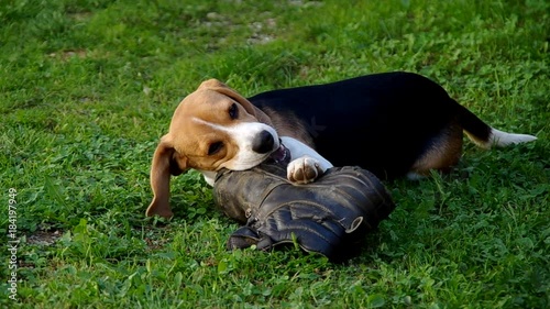 Dog beagle playing with a shoe on a green grass
