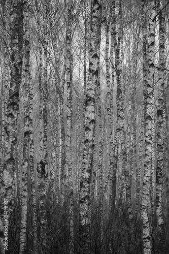 autumn birches growing in a sad gray forest