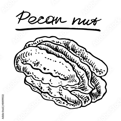 Pecan nut. Vector hand drawn graphic illustration.