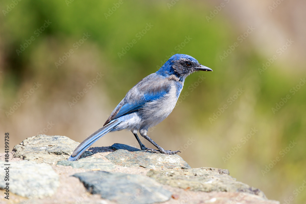 California Scrub-Jay (Aphelocoma californica) Adult perched on a rock. Big Sur, Monterey County, California, USA. California Scrub-Jay (Aphelocoma californica) Adult perched on a rock. Big Sur, Monterey County, California, USA.