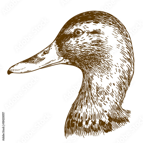 engraving illustration of mullard duck head