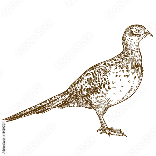 engraving drawing illustration of pheasant female