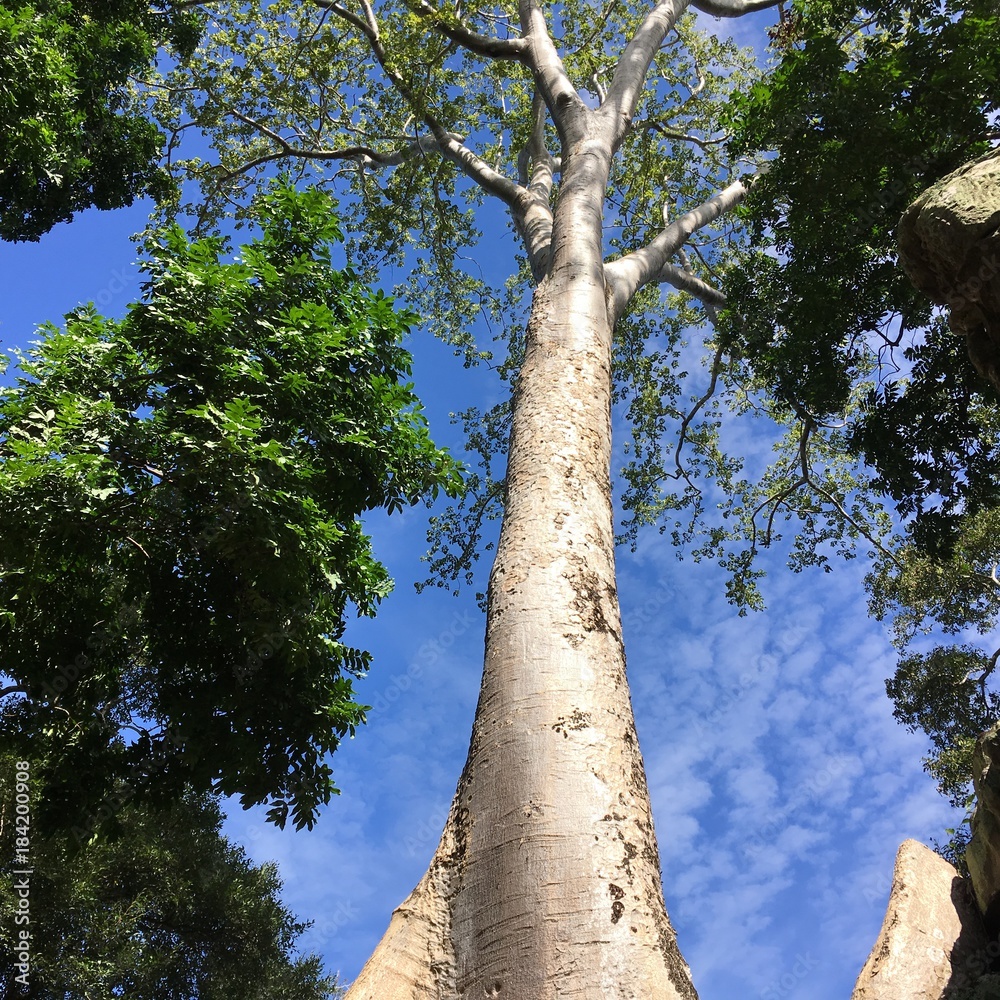 Fototapeta premium Arbre 