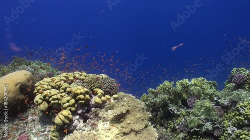 Wallpaper Mural Coral reef and school of bright orange color fish underwater Red sea. Relax video about marine nature on background of beautiful lagoon. Torontodigital.ca