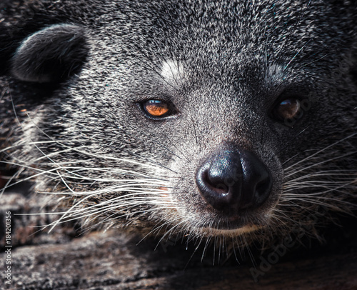 Canvas Print wildlife