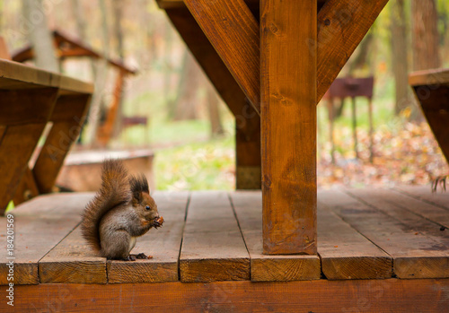 squirrel on the wooden terrace