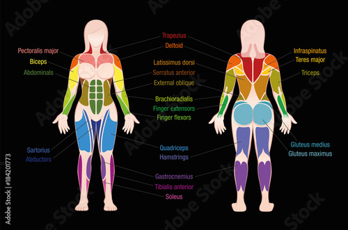 Muscle chart with most important muscles of the female body - colored anterior and posterior view - labeled isolated vector illustration on black background.