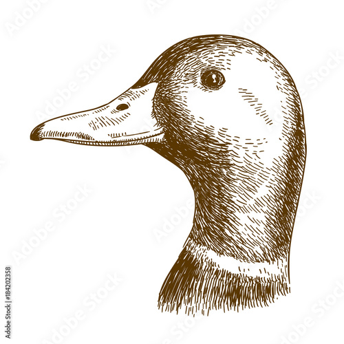 engraving illustration of mullard duck head