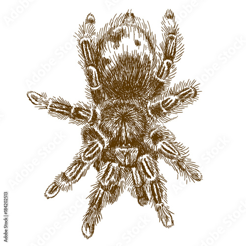 engraving illustration of tarantula