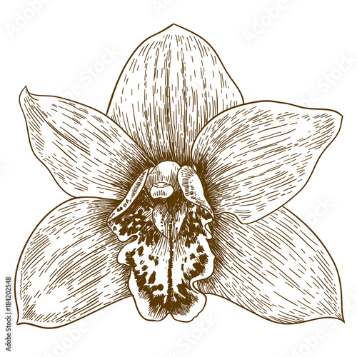 engraving illustration of orchid flover