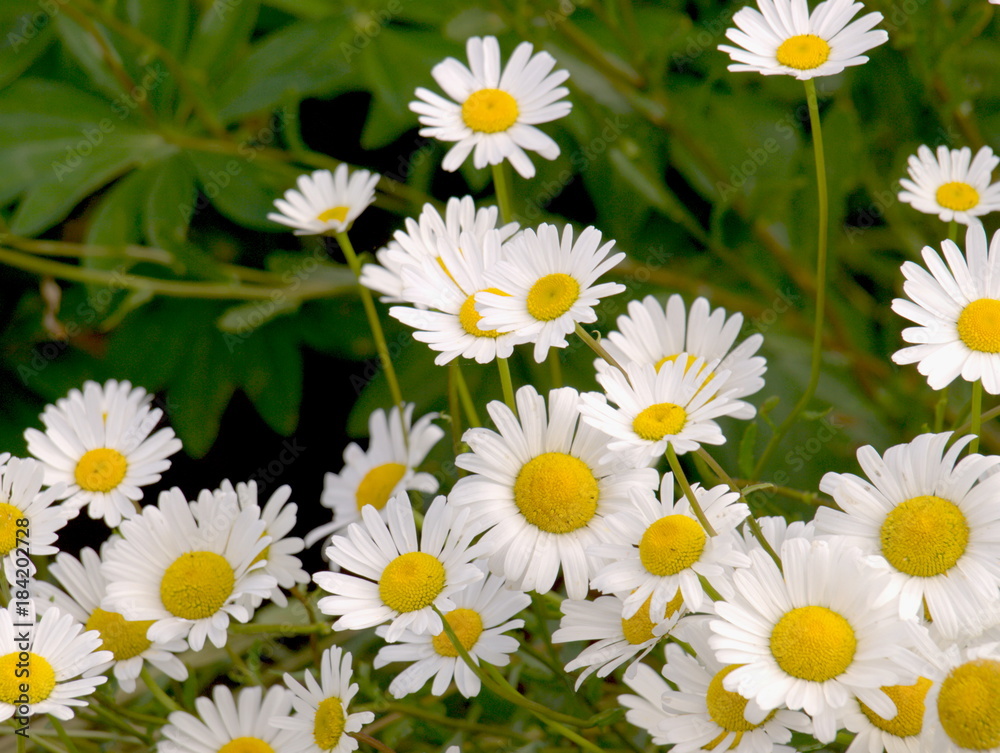 Fototapeta premium Margerite im Garten