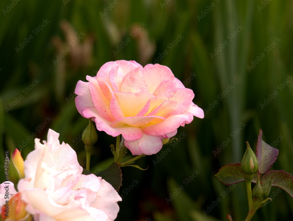 Fototapeta premium Rosa Rose im Seitenprofil