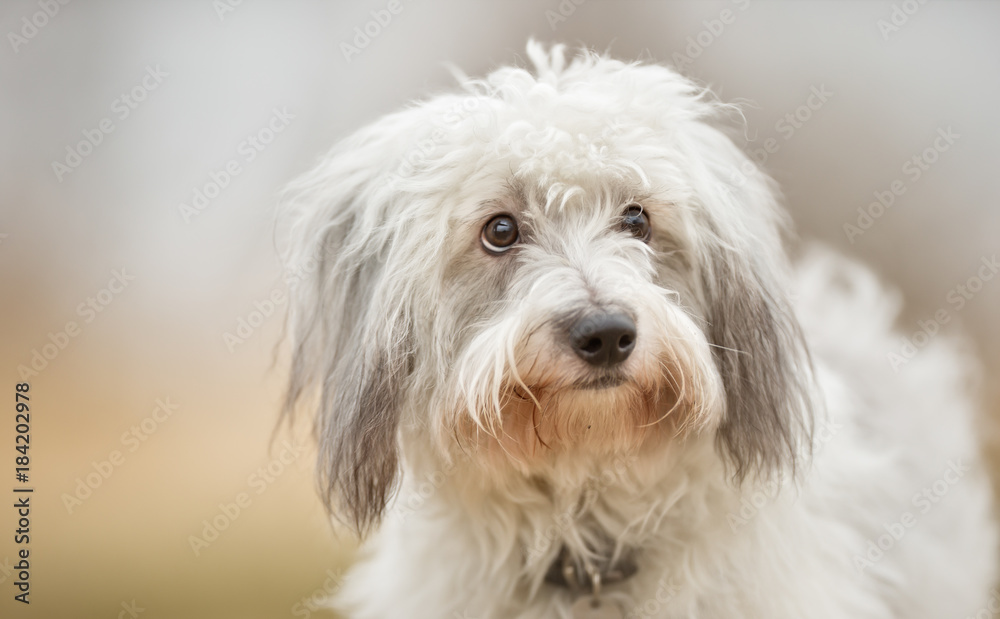 Coton de Tulear dog Coton de Tulear dog