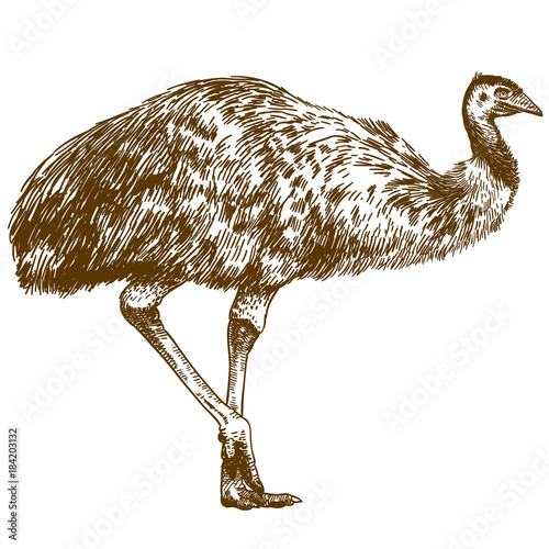engraving drawing illustration of ostrich Emu