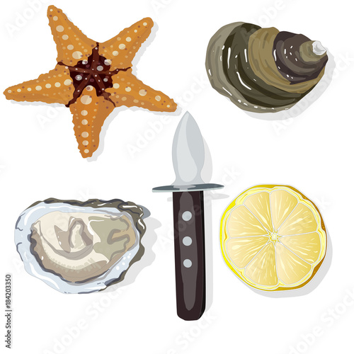 oysters illustration set