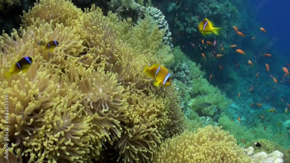 School of clown fish in Magnificent anemone Stichodactylidae underwater Red sea. Amphiprion bicinctus. Relax video about marine nature on background of beautiful lagoon. School of clown fish in Magnificent anemone Stichodactylidae underwater Red sea. Amphiprion bicinctus. Relax video about marine nature on background of beautiful lagoon.
