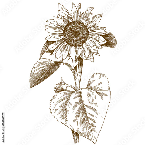 engraving illustration of sunflower