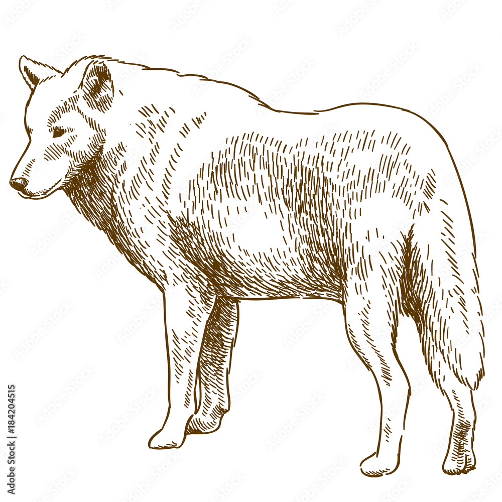 Obraz premium grawerowanie rysunku ilustracji wilka