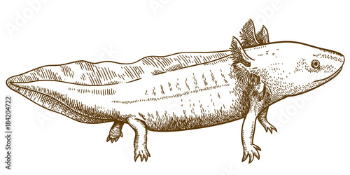 engraving  antique illustration of axolotl salamander