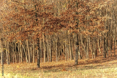 autumn tree woods