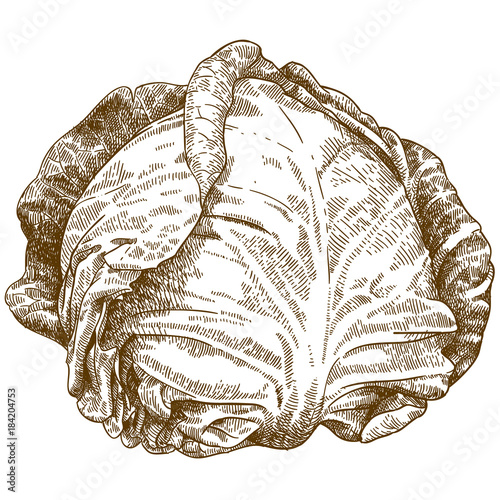 engraving illustration of cabbage