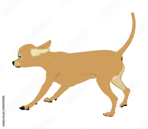 Chihuahua dog vector. Chivava dog portrait posing. Beware of dog. man's best friend. Lovely pet. Friendly animal. Purebred urban puppy. photo