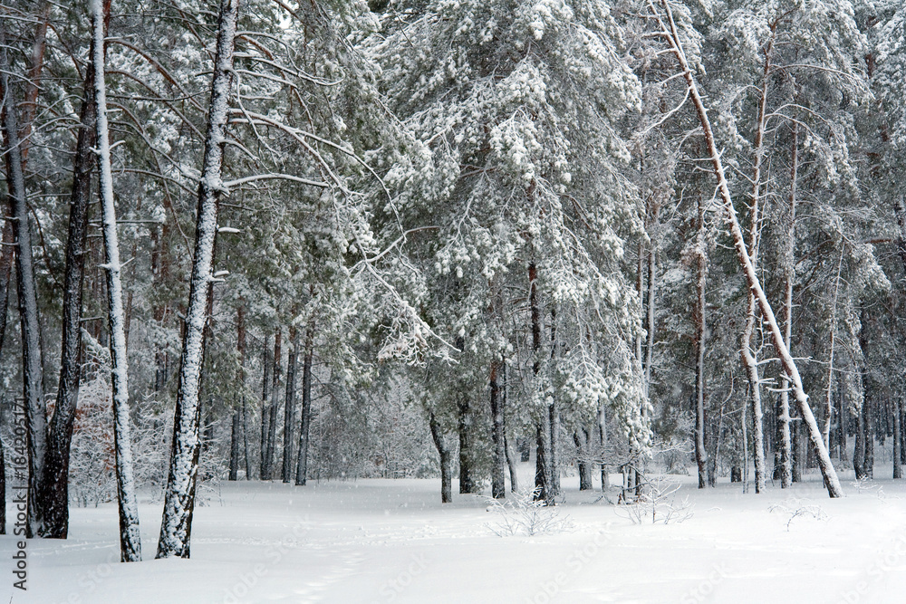 winter forest during snowfall winter forest during snowfall