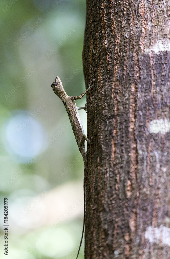 Flying lizard at Tangkoko national park Flying lizard at Tangkoko national park
