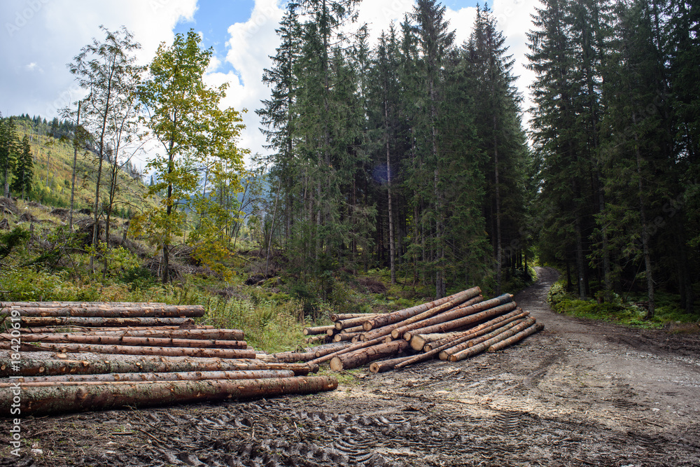 A big pile of wood in a forest road A big pile of wood in a forest road