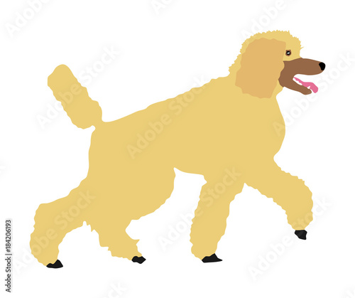 Portrait of Royal Poodle vector illustration isolated. French poodle walking. Beware of dog.