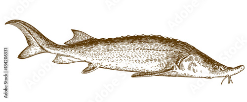 engraving illustration of sturgeon fish
