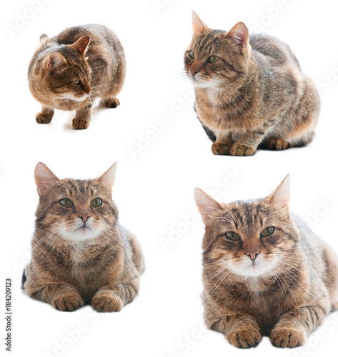 set of cat