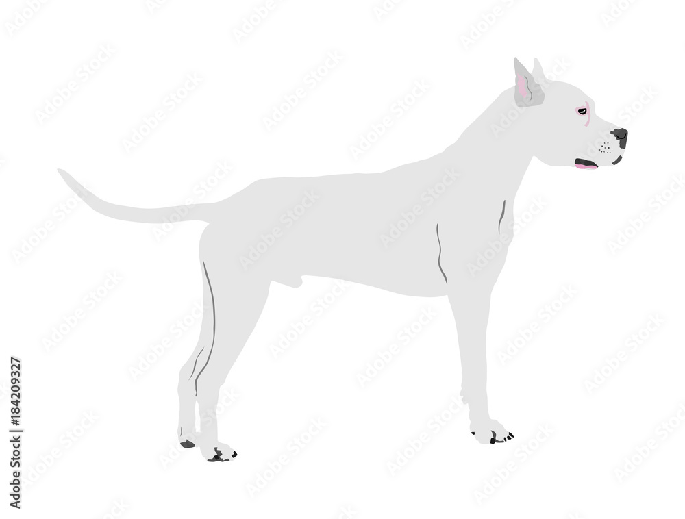 Dog portrait of American Staffordshire pit bull terrier vector illustration isolated. Doga Argentino. Beware of dog. Dog portrait of American Staffordshire pit bull terrier vector illustration isolated. Doga Argentino. Beware of dog.
