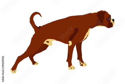 Portrait of Boxer dog vector illustration isolated. Beware of dog. Beware of purebred dog. Dog show champion. Best friend. Alert  guard attention.