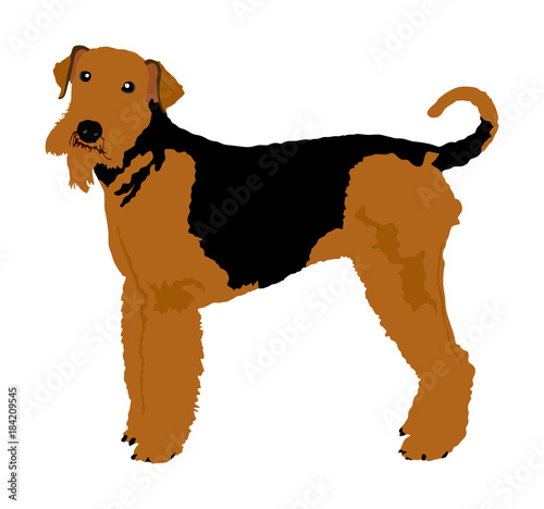 Portrait of Airedale Terrier vector illustration isolated. Big terrier dog. Beware of dog.