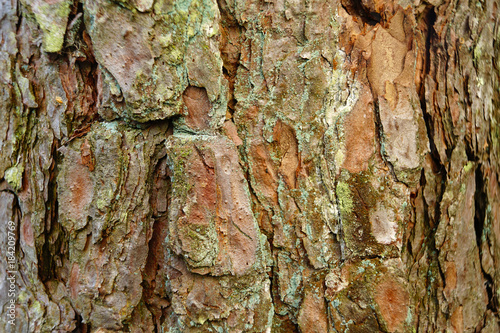 Texture of pine tree stems. photo