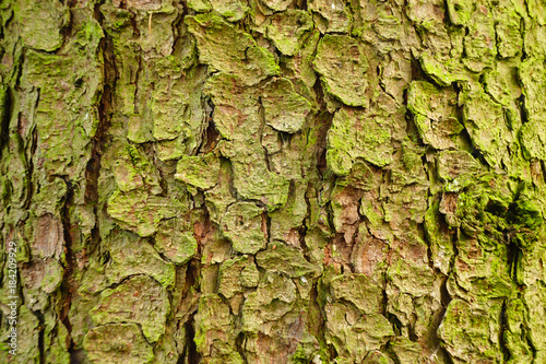 Fir tree bark texture detail.