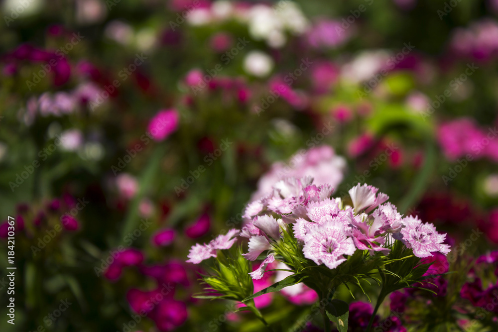 Colorful Turkish carnation, summer red, pink, scarlet, small flowers, background