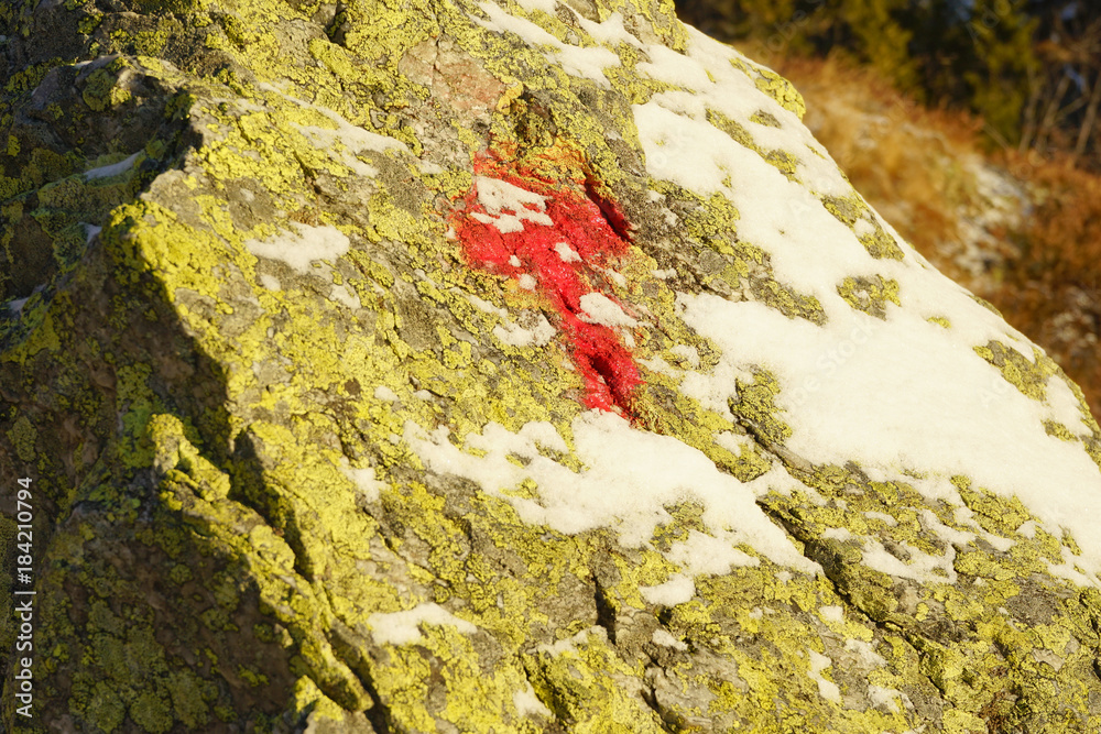 Norwegian red Norwegian red