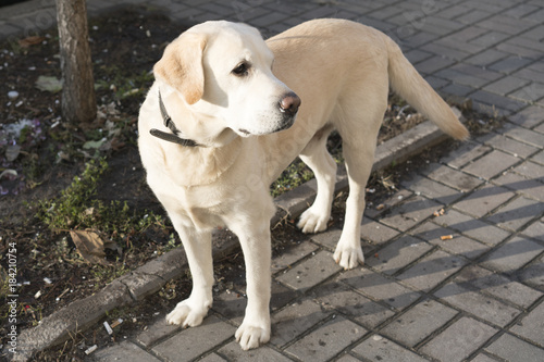 Labrador on stands on a sidewalk tile